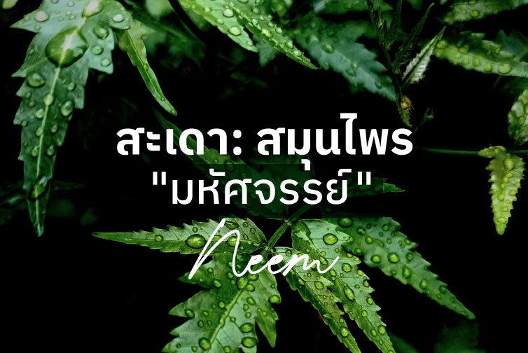 สะเดา: สมุนไพร “มหัศจรรย์” เพื่อผิวพรรณสดใสและช่องปากสุขภาพดี