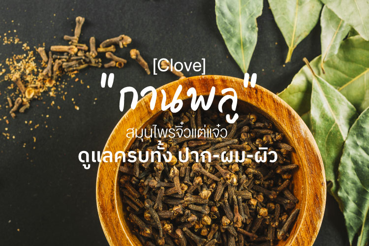 “กานพลู” สมุนไพรจิ๋วแต่แจ๋ว ดูแลครบทั้ง ปาก-ผม-ผิว